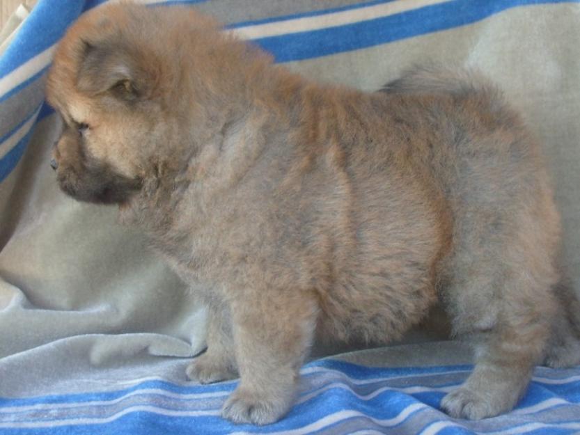 chow chow catei de vanzare - Pret | Preturi chow chow catei de vanzare