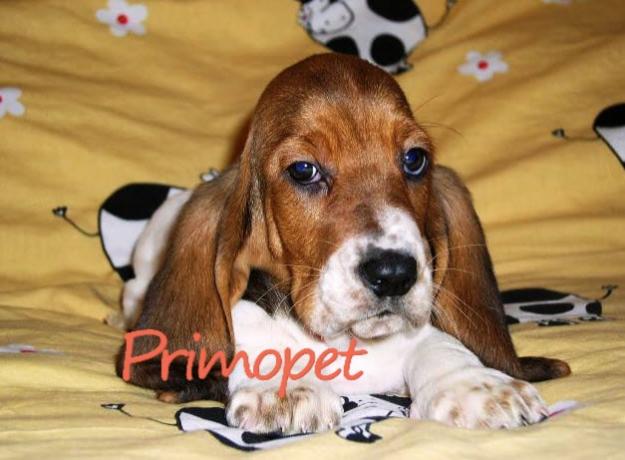 Vand catei Basset Hound - Pret | Preturi Vand catei Basset Hound