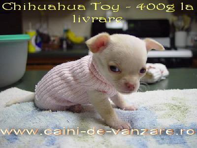 Chihuahua de vanzare - toate culorile - 600 g la livrare - Pret | Preturi Chihuahua de vanzare - toate culorile - 600 g la livrare