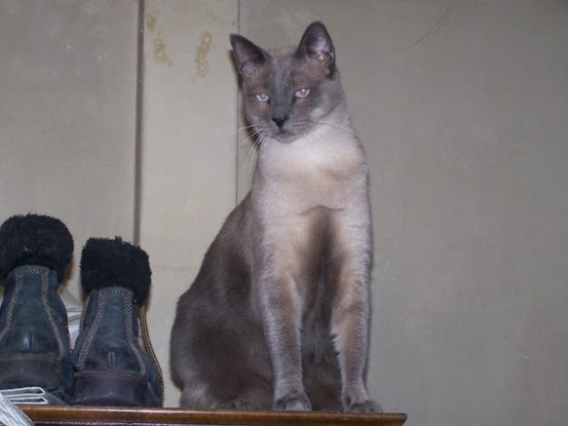 ofer pisicuta metis Albastru de Rusia - Pret | Preturi ofer pisicuta metis Albastru de Rusia