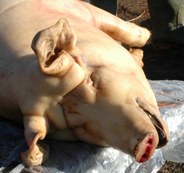 porc de craciun - Pret | Preturi porc de craciun