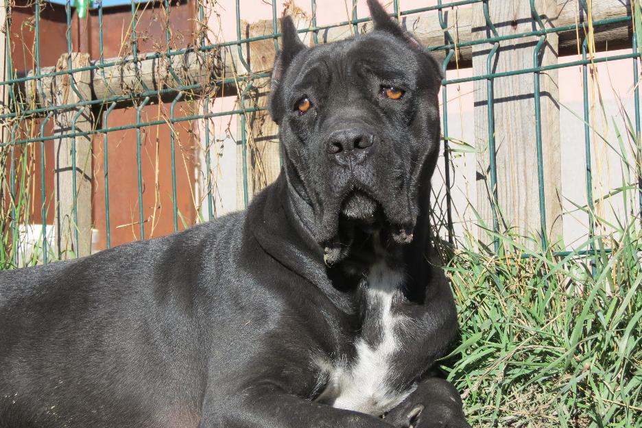 Pui cane corso cu pedigree - Pret | Preturi Pui cane corso cu pedigree