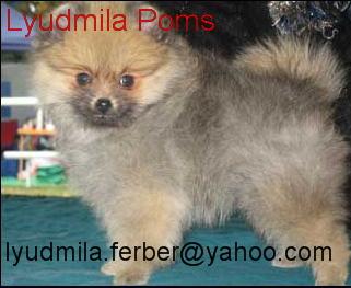 Pomeranian de vanzare - Pret | Preturi Pomeranian de vanzare