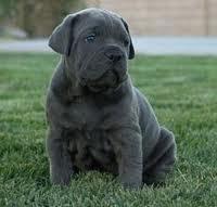 Vand pui Cane Corso - Pret | Preturi Vand pui Cane Corso