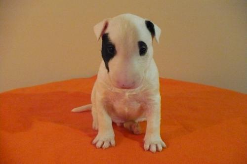 Catei Bullterrier de vanzare cu Pasaport si Microcip - Pret | Preturi Catei Bullterrier de vanzare cu Pasaport si Microcip