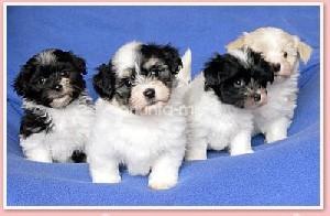 PUI BICHON HAVANESE 600-700 RON - Pret | Preturi PUI BICHON HAVANESE 600-700 RON