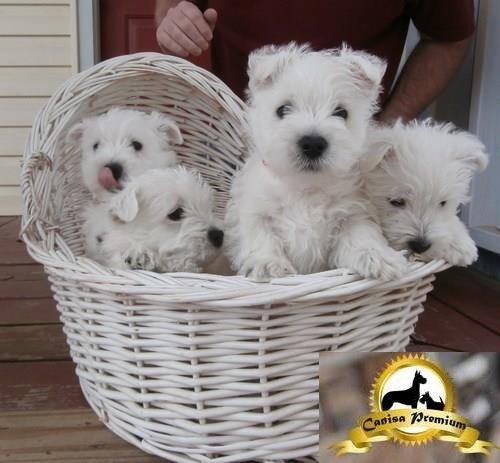 Pui de Westie de vanzare - Pret | Preturi Pui de Westie de vanzare