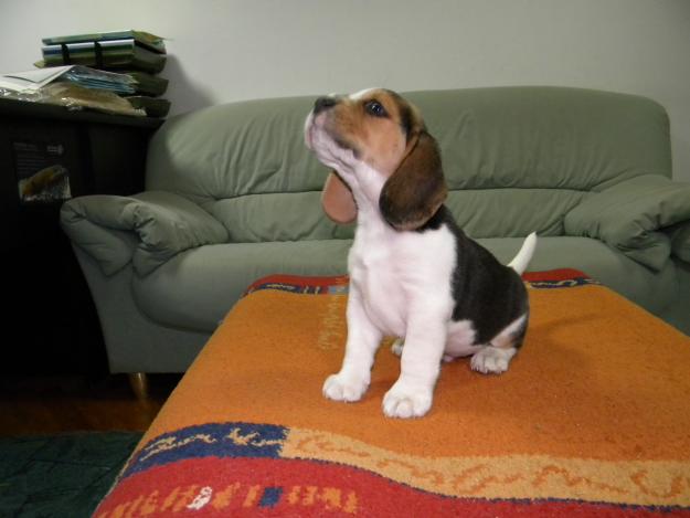 mascul beagle tricolor - Pret | Preturi mascul beagle tricolor
