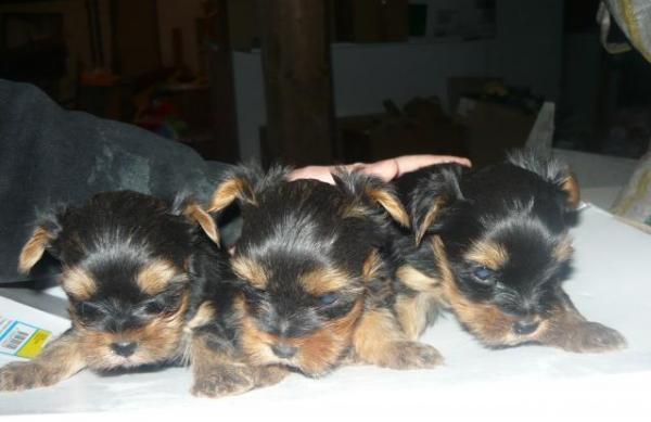 catei Yorkshire terrier mai sunt disponibili 2 fetite si 2 masculi - Pret | Preturi catei Yorkshire terrier mai sunt disponibili 2 fetite si 2 masculi