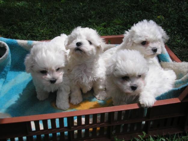 Bichon Maltese - catei de rasa pura - Pret | Preturi Bichon Maltese - catei de rasa pura