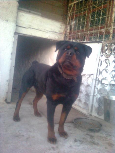 vand pui rottweiler talie mare - Pret | Preturi vand pui rottweiler talie mare