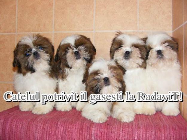 Shih Tzu de vanzare - Pret | Preturi Shih Tzu de vanzare