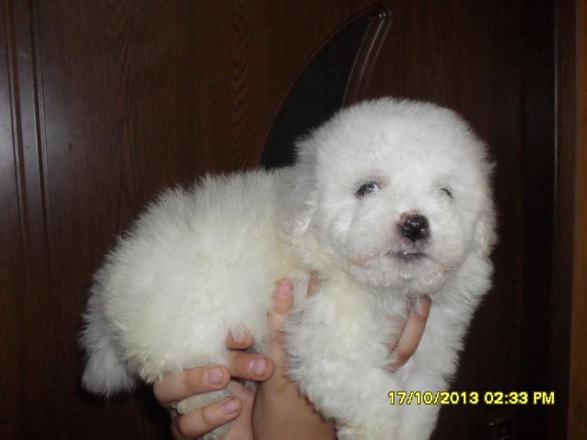 bichon frise alb imaculat - Pret | Preturi bichon frise alb imaculat