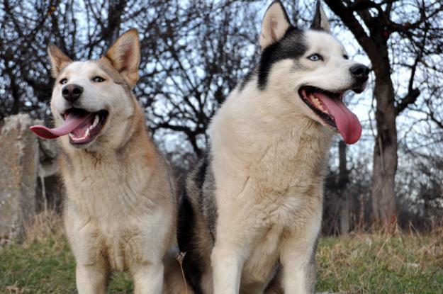 Catelusa Husky - Pret | Preturi Catelusa Husky