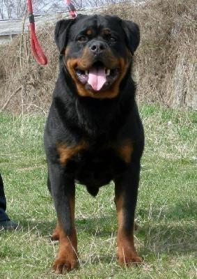 Rottweiler de vanzare, talie mare, garantie - Pret | Preturi Rottweiler de vanzare, talie mare, garantie