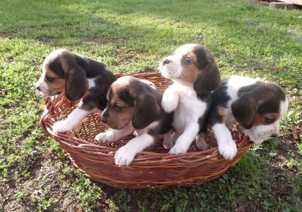 Pui beagle tricolor foarte jucausi - Pret | Preturi Pui beagle tricolor foarte jucausi