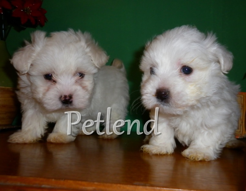 Bichon Maltese - Pret | Preturi Bichon Maltese