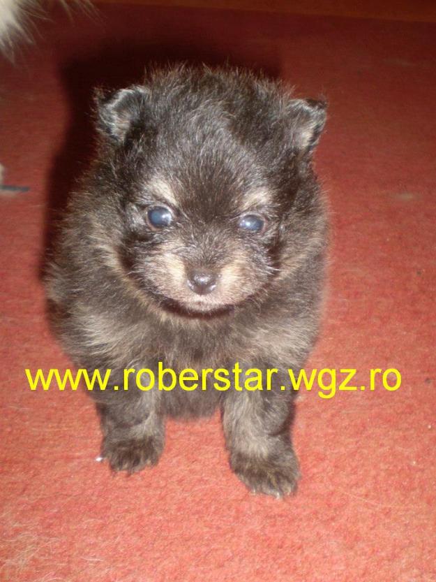 Pomeranian cu pedigree - Pret | Preturi Pomeranian cu pedigree