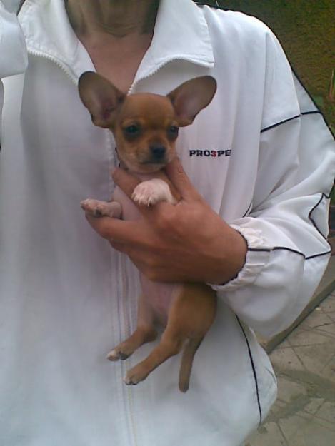 Pui Chihuahua - Pret | Preturi Pui Chihuahua