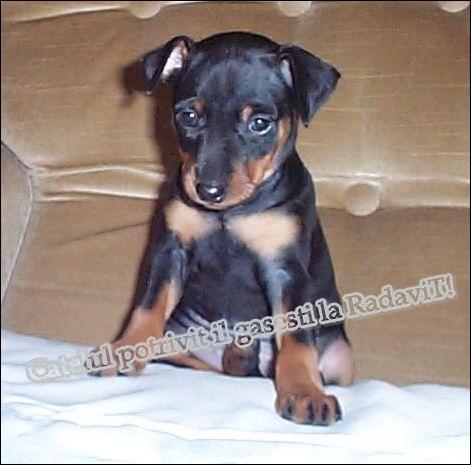 Pinscher Pitic de vanzare,transport de Craciun - Pret | Preturi Pinscher Pitic de vanzare,transport de Craciun