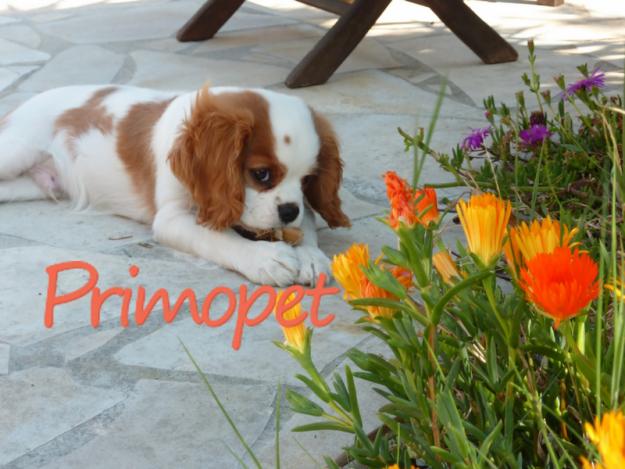 Primo Pet S.R.L. vinde Cavalier King Charles Blenheim - Pret | Preturi Primo Pet S.R.L. vinde Cavalier King Charles Blenheim