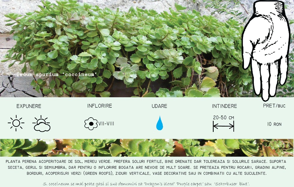 plante suculente - Pret | Preturi plante suculente