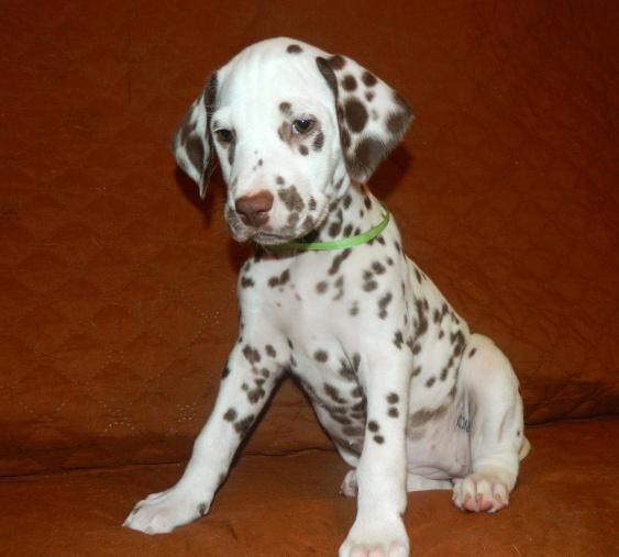 catei Dalmatian de calitate - Pret | Preturi catei Dalmatian de calitate