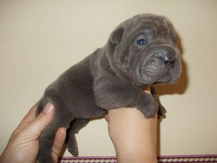 shar pei catei de vanzare[albastru] - Pret | Preturi shar pei catei de vanzare[albastru]