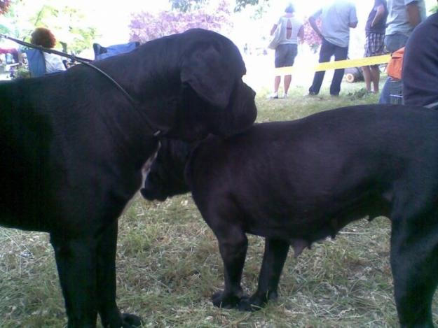 Vand femela cane corso - Pret | Preturi Vand femela cane corso