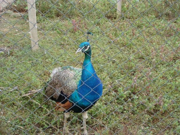 Vand paun asiatic (Pavo cristatus) sau paunul albastru - Pret | Preturi Vand paun asiatic (Pavo cristatus) sau paunul albastru