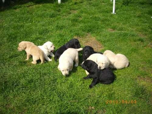 Catei de vanzare rasa Labrador 700ron - Pret | Preturi Catei de vanzare rasa Labrador 700ron