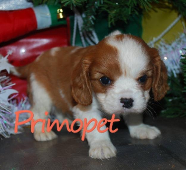 Cavalier King Charles de Vanzare –Primo Pet - Pret | Preturi Cavalier King Charles de Vanzare –Primo Pet