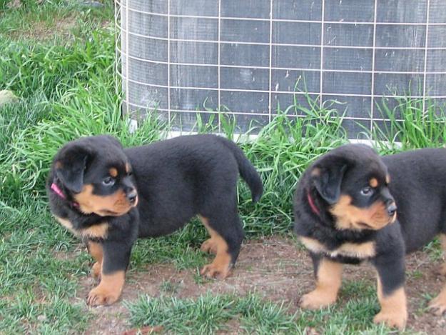 Vand pui Rottweiler - Pret | Preturi Vand pui Rottweiler