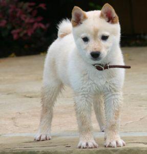 Vand catei Shiba Inu - Pret | Preturi Vand catei Shiba Inu