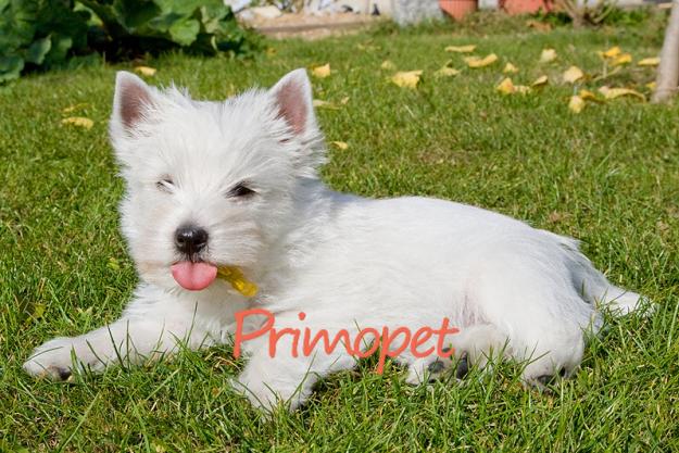 Primo Pet S.R.L. vinde catelusi Westie - Pret | Preturi Primo Pet S.R.L. vinde catelusi Westie