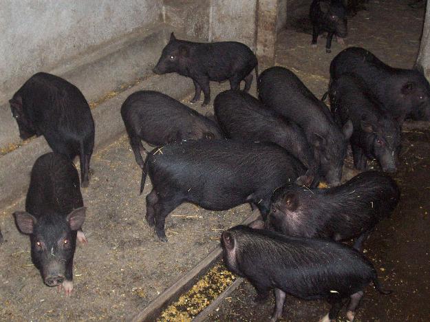 urgent porci vietnamezi - Pret | Preturi urgent porci vietnamezi
