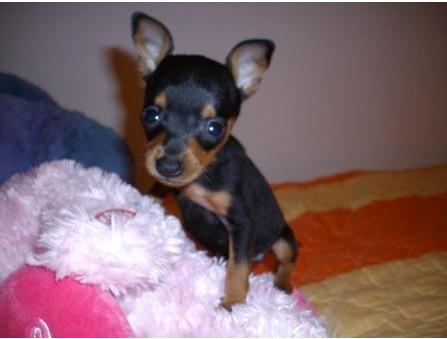 vanzare pinscher pitic - Pret | Preturi vanzare pinscher pitic