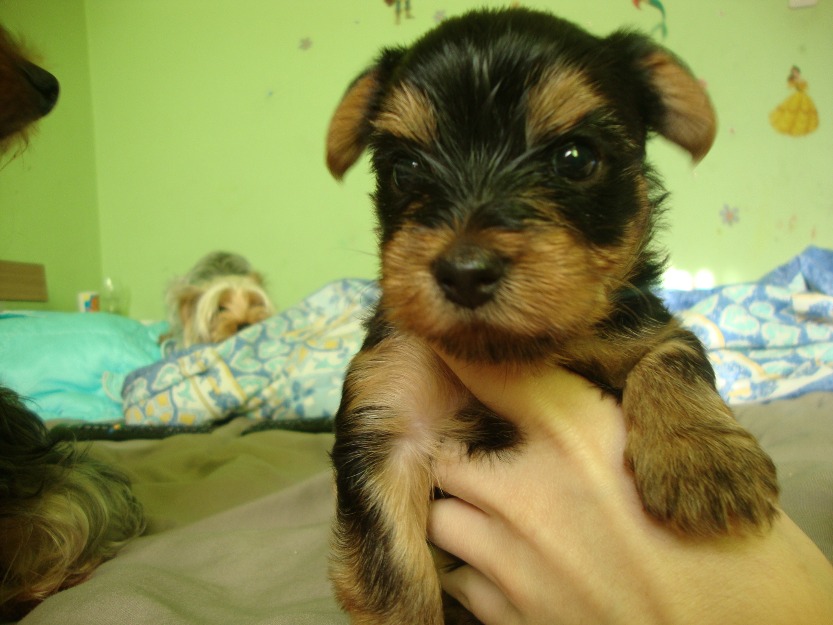 Yorkshire terrier, masculi, 7 saptamani - Pret | Preturi Yorkshire terrier, masculi, 7 saptamani