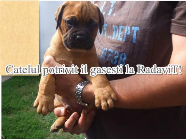 Bullmastiff de vanzare - Pret | Preturi Bullmastiff de vanzare