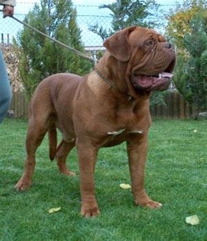 Vand Dog de Bordeaux cu pedigree - Pret | Preturi Vand Dog de Bordeaux cu pedigree