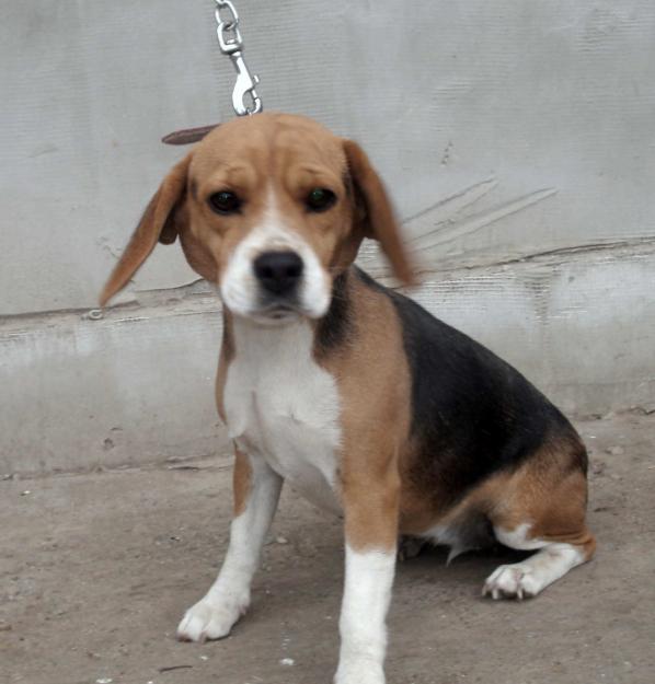 Beagle femela - Pret | Preturi Beagle femela