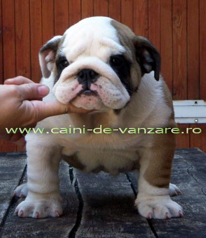 Bulldog Englez de vanzare - Pret | Preturi Bulldog Englez de vanzare