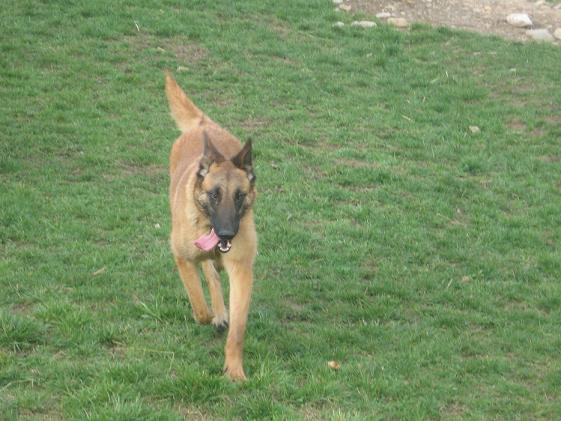 VANZARI CIOBANESC BELGIAN MALINOIS - Pret | Preturi VANZARI CIOBANESC BELGIAN MALINOIS