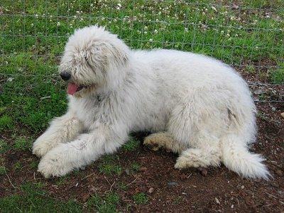 Komondor de vanzare - Pret | Preturi Komondor de vanzare