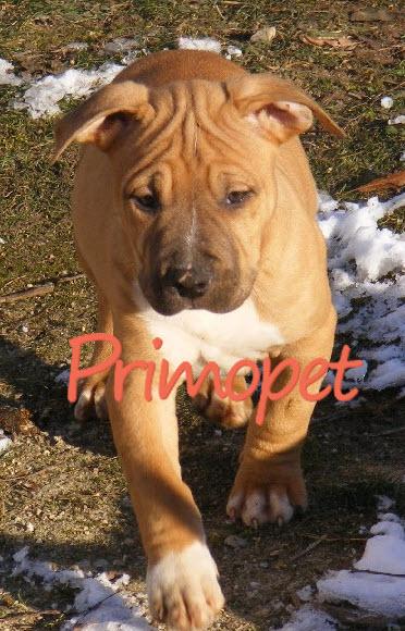 Catelusi Amstaff de Vanzare - Pret | Preturi Catelusi Amstaff de Vanzare