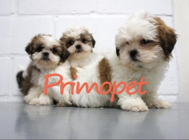 De Vanzare Shih-tzu - Pret | Preturi De Vanzare Shih-tzu