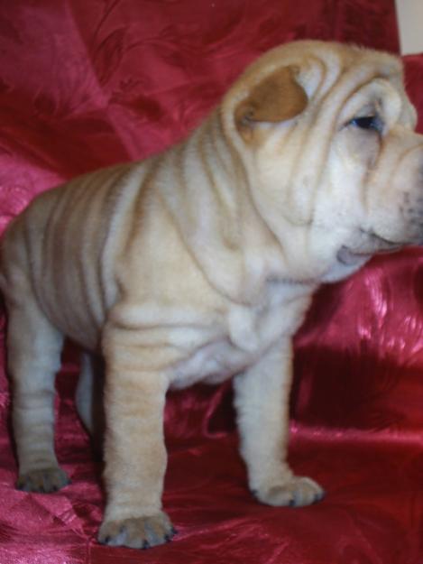 shar-pei de vinzare - Pret | Preturi shar-pei de vinzare