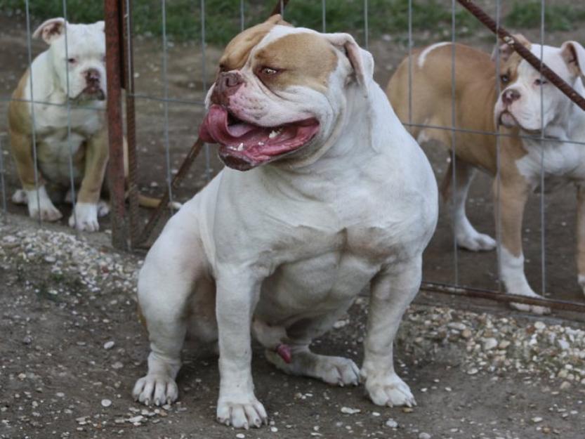 Canisa maddock american bulldogs, - Pret | Preturi Canisa maddock american bulldogs,