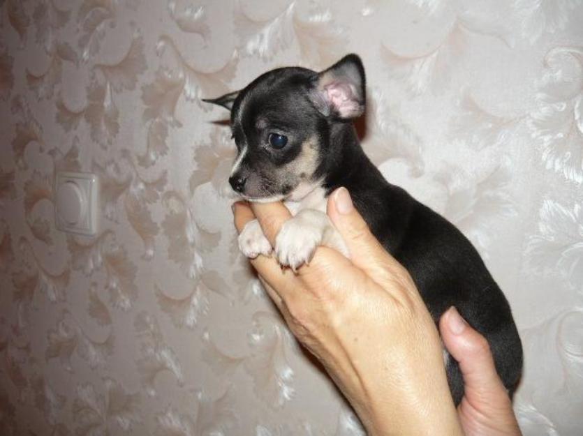 Chihuahua Mini de vanzare-0752.100.435 - Pret | Preturi Chihuahua Mini de vanzare-0752.100.435