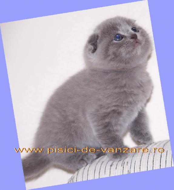 vanzare pisicute Scottish Fold - Pret | Preturi vanzare pisicute Scottish Fold